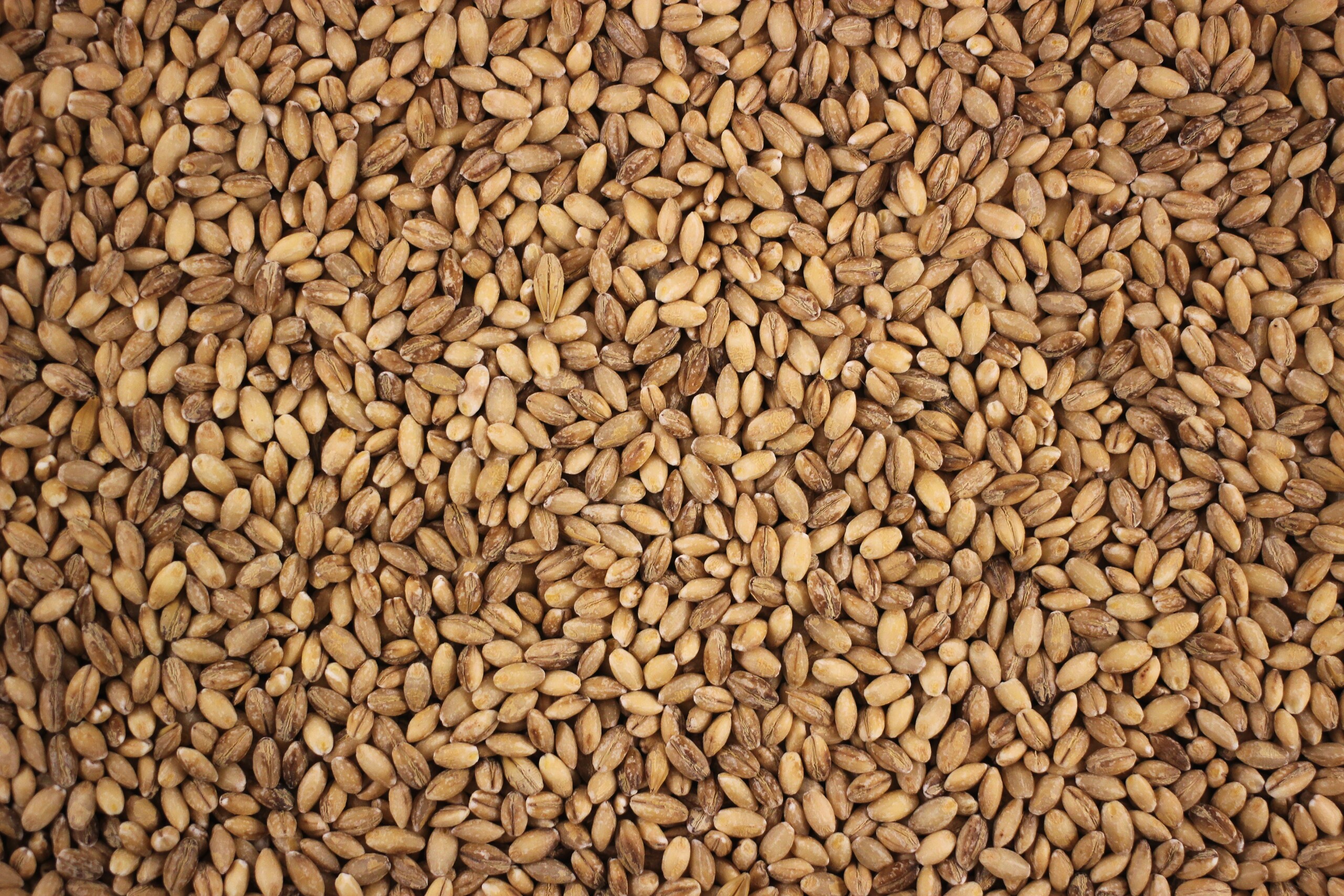 Pearl Barley.