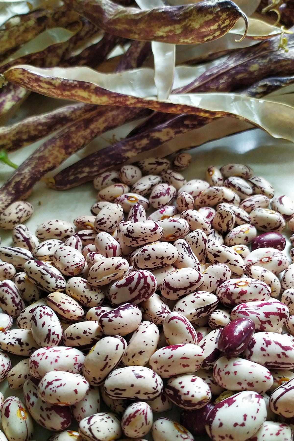 Borlotti beans spread out on a table. 