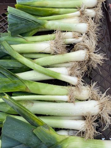 Bunch of leeks.