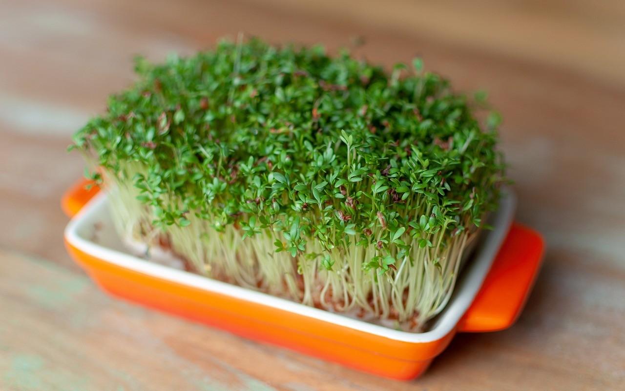 Fresh sprigs of peppery watercress with crunchy hollow stems for a Ramen soup garnish.